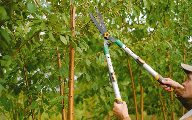 Tree trimming in Perry, NY